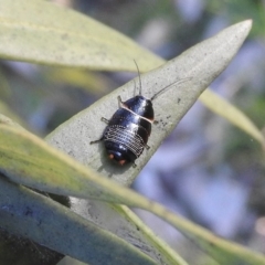 Ellipsidion australe (Austral Ellipsidion cockroach) at Waramanga, ACT - 14 Aug 2016 by RyuCallaway