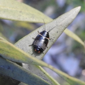 Ellipsidion australe at Waramanga, ACT - 14 Aug 2016 04:39 PM