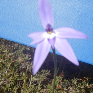 Glossodia major at Point 610 - suppressed