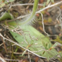 Glossodia major at Point 610 - suppressed