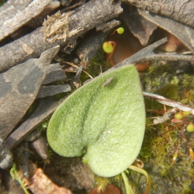 Eriochilus cucullatus (Parson's Bands) at Point 610 - 24 Sep 2016 by MichaelMulvaney