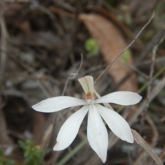 Caladenia fuscata (Dusky Fingers) at Point 610 - 24 Sep 2016 by MichaelMulvaney