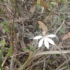 Caladenia fuscata at Point 610 - suppressed