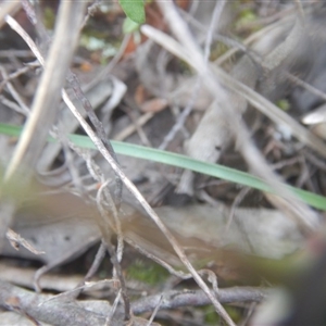 Caladenia fuscata at Point 610 - suppressed