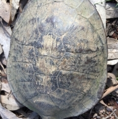 Chelodina longicollis (Eastern Long-necked Turtle) at Mulligans Flat - 24 Sep 2016 by CedricBear