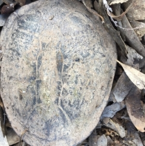 Chelodina longicollis at Gungahlin, ACT - 24 Sep 2016