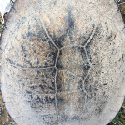 Chelodina longicollis (Eastern Long-necked Turtle) at Mulligans Flat - 24 Sep 2016 by CedricBear