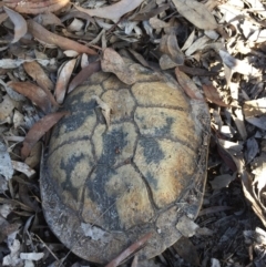 Chelodina longicollis (Eastern Long-necked Turtle) at Gungahlin, ACT - 24 Sep 2016 by CedricBear