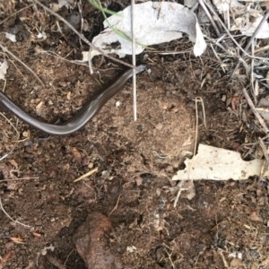 Hemiergis talbingoensis at Gungahlin, ACT - 24 Sep 2016