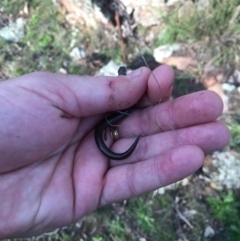 Hemiergis talbingoensis at Gungahlin, ACT - 24 Sep 2016