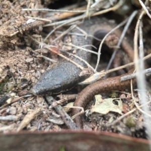 Morethia boulengeri at Goorooyarroo NR (ACT) - 24 Sep 2016