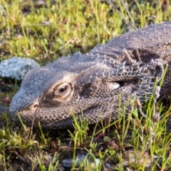 Pogona barbata (Eastern Bearded Dragon) at Mulligans Flat - 24 Sep 2016 by CedricBear