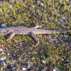 Pogona barbata at Gungahlin, ACT - suppressed