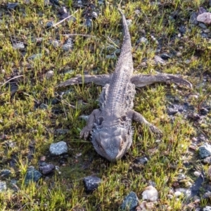 Pogona barbata at Gungahlin, ACT - suppressed