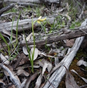 Diuris chryseopsis at Belconnen, ACT - suppressed