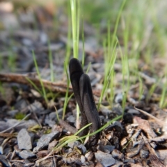 Geoglossum (Earth tongue) at Aranda, ACT - 24 Sep 2016 by CathB