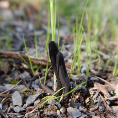 Geoglossum (Earth tongue) at Aranda, ACT - 24 Sep 2016 by CathB