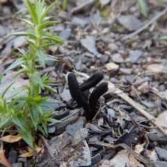 Geoglossum at Aranda, ACT - 24 Sep 2016 02:18 PM