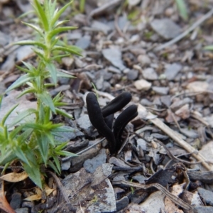 Geoglossum at Aranda, ACT - 24 Sep 2016 02:18 PM