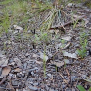 Geoglossum at Aranda, ACT - 24 Sep 2016 02:18 PM