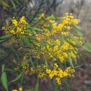 Acacia rubida at Theodore, ACT - 29 Aug 2001 12:00 AM