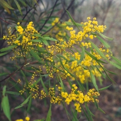 Acacia rubida (Red-stemmed Wattle, Red-leaved Wattle) at Rob Roy Range - 29 Aug 2001 by MichaelBedingfield