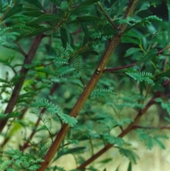 Acacia rubida (Red-stemmed Wattle, Red-leaved Wattle) at Theodore, ACT - 13 Jan 2001 by michaelb