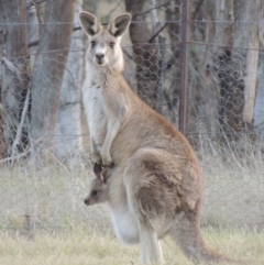 Macropus giganteus (Eastern Grey Kangaroo) at Pine Island to Point Hut - 24 Sep 2016 by michaelb