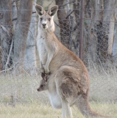 Macropus giganteus (Eastern Grey Kangaroo) at Bonython, ACT - 24 Sep 2016 by michaelb