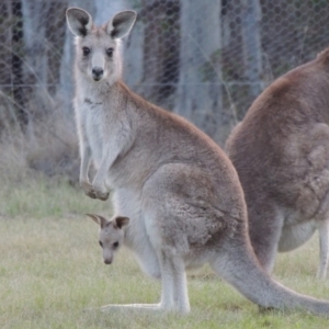 Macropus giganteus at Bonython, ACT - 24 Sep 2016 07:13 PM