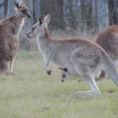 Macropus giganteus at Bonython, ACT - 24 Sep 2016 07:13 PM