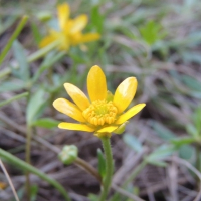 Ranunculus papulentus (Large River Buttercup) at Bonython, ACT - 24 Sep 2016 by michaelb