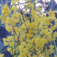 Acacia boormanii (Snowy River Wattle) at Bonython, ACT - 24 Sep 2016 by michaelb