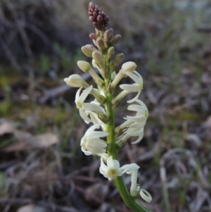 Stackhousia monogyna at Bonython, ACT - 24 Sep 2016 07:34 PM