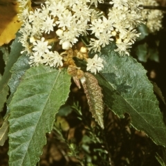 Androcalva rossii (brush kurrajong, blackfellows' hemp) at Angledale, NSW - 25 Sep 1998 by BettyDonWood