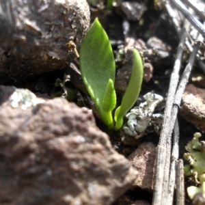 Ophioglossum lusitanicum subsp. coriaceum at Majura, ACT - 25 Sep 2016