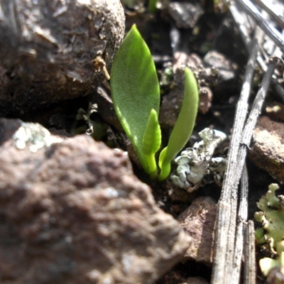 Ophioglossum lusitanicum subsp. coriaceum (Austral Adder's Tongue) at Majura, ACT - 24 Sep 2016 by SilkeSma