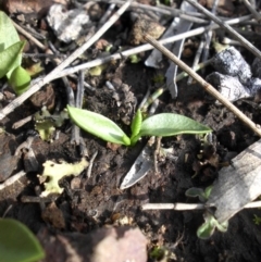 Ophioglossum lusitanicum subsp. coriaceum at Majura, ACT - 25 Sep 2016