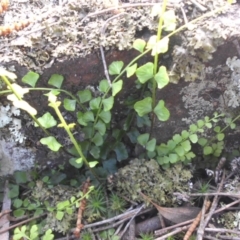 Asplenium flabellifolium (Necklace Fern) at Majura, ACT - 24 Sep 2016 by SilkeSma