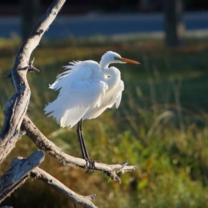 Ardea alba at McKellar, ACT - 20 Apr 2016