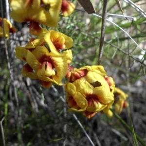 Dillwynia sericea at Campbell, ACT - 25 Sep 2016 10:21 AM