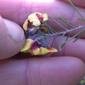 Dillwynia sericea at Campbell, ACT - 25 Sep 2016 10:21 AM