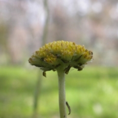 Craspedia variabilis (Common Billy Buttons) at Majura, ACT - 23 Sep 2016 by waltraud