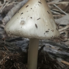 Volvopluteus gloiocephalus (Big Sheath Mushroom) at Karabar, NSW - 24 Sep 2016 by Speedsta