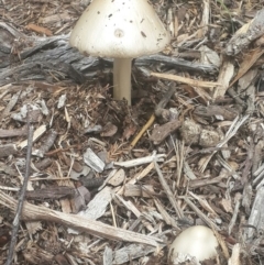 Volvopluteus gloiocephalus at Karabar, NSW - 25 Sep 2016