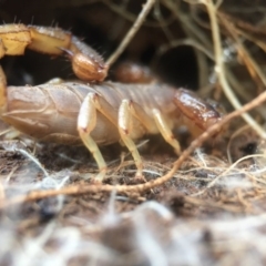 Urodacus manicatus (Black Rock Scorpion) at Goorooyarroo NR (ACT) - 25 Sep 2016 by JasonC