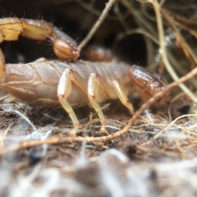 Urodacus manicatus (Black Rock Scorpion) at Goorooyarroo NR (ACT) - 25 Sep 2016 by JasonC