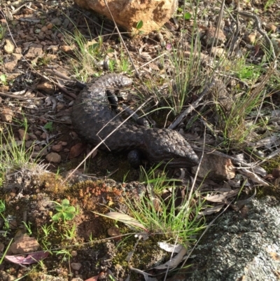 Tiliqua rugosa (Shingleback Lizard) at Goorooyarroo NR (ACT) - 25 Sep 2016 by JasonC