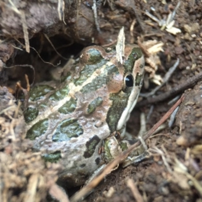 Limnodynastes tasmaniensis (Spotted Grass Frog) at Goorooyarroo NR (ACT) - 25 Sep 2016 by JasonC