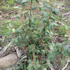 Correa reflexa var. reflexa (Common Correa, Native Fuchsia) at Urambi Hills - 25 Sep 2016 by liambanyer